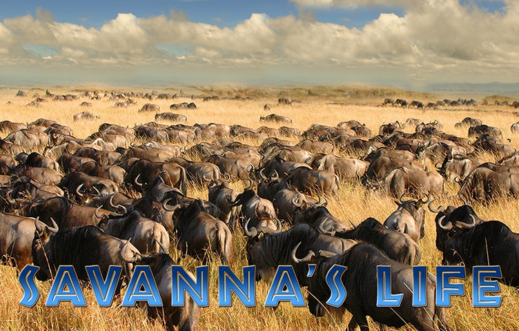 Savanna's Life